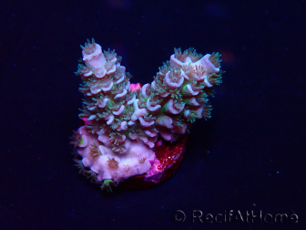WYSIWYG Acropora Mariculture acclimaté led