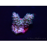 WYSIWYG Acropora Maricultura acclimatata a led