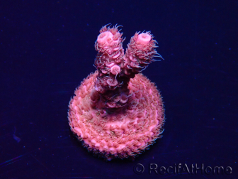 WYSIWYG Acropora acclimaté led