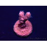 WYSIWYG Acropora acclimaté led