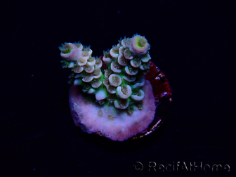 WYSIWYG Acropora tenuis 15N7 Mariculture acclimaté led
