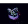 WYSIWYG Acropora Marikultur akklimatisiert LED