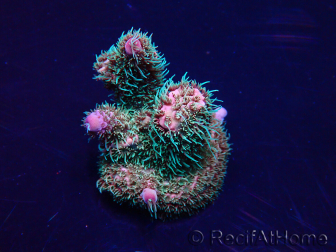 WYSIWYG Acropora millepora Maricultura Aclimatado LED