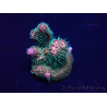WYSIWYG Acropora millepora Maricultura Acclimatato a led