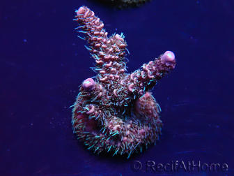 WYSIWYG Acropora Acclimated LED