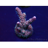 WYSIWYG Acropora 15O4 Mariculture Acclimaté led