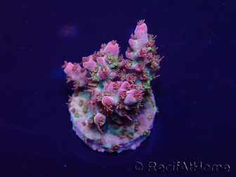 WYSIWYG Acropora 15P4 Mariculture acclimaté led