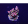 WYSIWYG Acropora Maricultura aclimatada led
