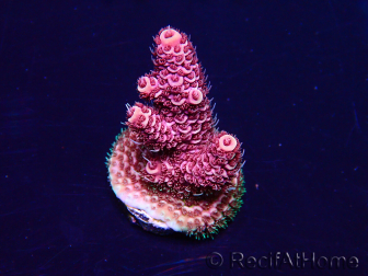 WYSIWYG Acropora 15R2 Mariculture acclimaté led