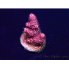 WYSIWYG Acropora 15R2 Mariculture acclimaté led