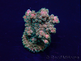 WYSIWYG Acropora 15R6 Mariculture acclimaté led