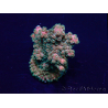 WYSIWYG Acropora 15R6 Mariculture acclimaté led