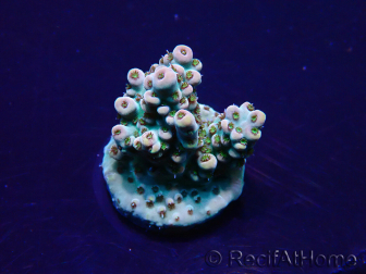 WYSIWYG Acropora Maricultura aclimatada LED