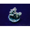 WYSIWYG Acropora Maricoltura acclimatata a LED