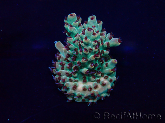 WYSIWYG Acropora Mariculture acclimated LED