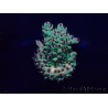 WYSIWYG Acropora 15U10 Mariculture acclimaté led