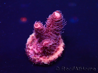 WYSIWYG Acropora Maricultura aclimatada LED