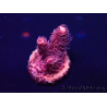 WYSIWYG Acropora Maricultura aclimatada LED