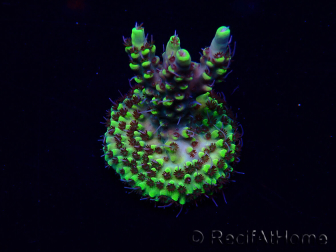 WYSIWYG Acropora Maricoltura acclimatata a LED