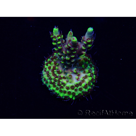 WYSIWYG Acropora Maricultuur geacclimatiseerd LED