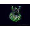 WYSIWYG Acropora 15V1 Mariculture acclimaté led