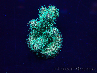 WYSIWYG Acropora Maricultuur geacclimatiseerd LED