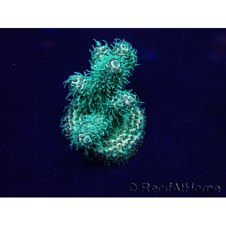 WYSIWYG Acropora Marikultur akklimatisiert LED