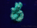 WYSIWYG Acropora Mariculture acclimated LED