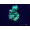 WYSIWYG Acropora Maricultura aclimatada LED