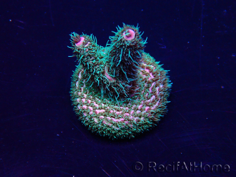 WYSIWYG Acropora Marikultur akklimatisiert LED