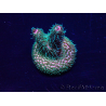 WYSIWYG Acropora 15W2 Mariculture acclimaté led