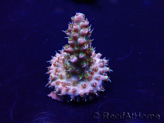 WYSIWYG Acropora 15W11 Mariculture acclimaté led