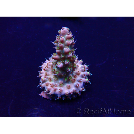 WYSIWYG Acropora Maricultura aclimatada LED