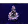 WYSIWYG Acropora 15W11 Mariculture acclimaté led