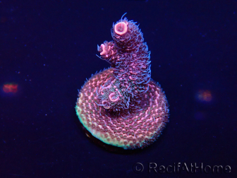 WYSIWYG Acropora Marikultur akklimatisiert LED