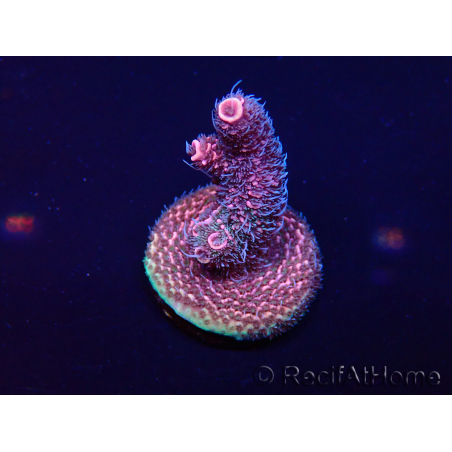 WYSIWYG Acropora Mariculture acclimated LED