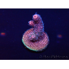 WYSIWYG Acropora 15W12 Mariculture acclimaté led