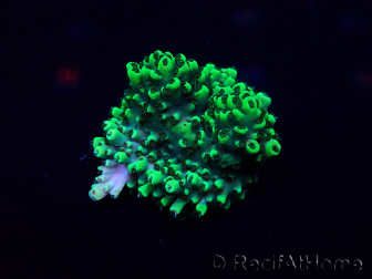 WYSIWYG Acropora 15X3 Mariculture acclimaté led