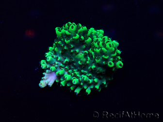 WYSIWYG Acropora Mariculture acclimated LED