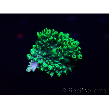WYSIWYG Acropora Maricultuur geacclimatiseerd LED