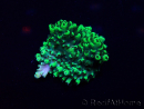 WYSIWYG Acropora Maricoltura acclimatata a LED