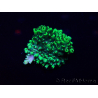 WYSIWYG Acropora 15X3 Mariculture acclimaté led
