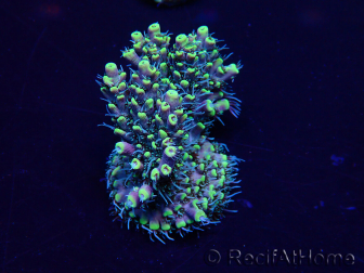 WYSIWYG Acropora 15X5 Mariculture acclimaté led