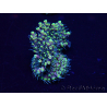 WYSIWYG Acropora 15X5 Mariculture acclimaté led