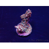 WYSIWYG Acropora Maricultura aclimatada LED