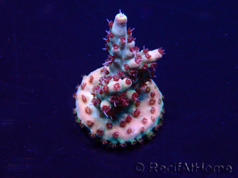 WYSIWYG Acropora Marikultur akklimatisiert LED