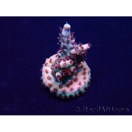 WYSIWYG Acropora Mariculture acclimated LED