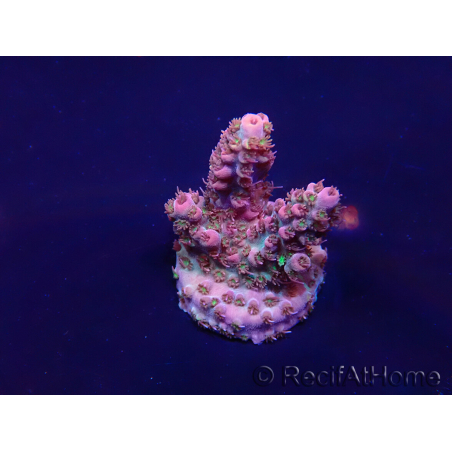 WYSIWYG Acropora Marikultur akklimatisiert LED