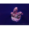 WYSIWYG Acropora Maricoltura acclimatata a LED