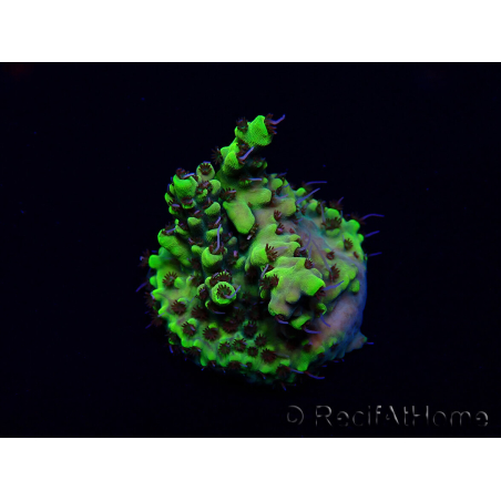 WYSIWYG Acropora Marikultur akklimatisiert LED
